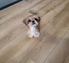 ❤️ TINY TOY SHORKIE PUPPIES ❤️ - Photo 7
