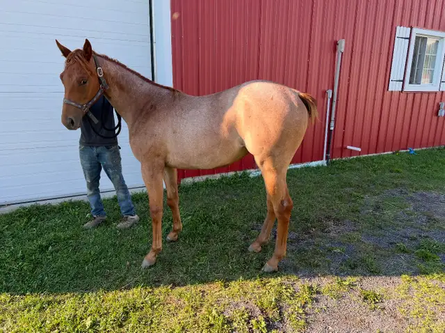 Pouliche Paint Horse APHA – Red Roan – 2025