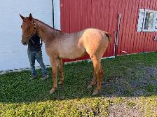 Pouliche Paint Horse APHA – Red Roan – 2025