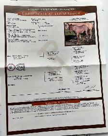 Pouliche Paint Horse APHA – Red Roan – 2025 - Photo 2