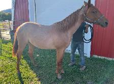 Pouliche Paint Horse APHA – Red Roan – 2025 - Photo 3