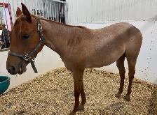 Pouliche Paint Horse APHA – Red Roan – 2025 - Photo 4