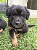 puppies for sale - Photo 2