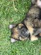 puppies for sale - Photo 4