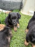 puppies for sale - Photo 5