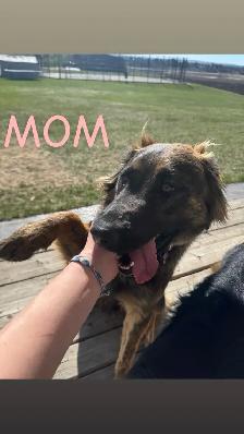 puppies for sale - Photo 6