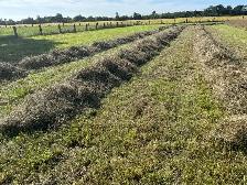 2026 Mixed Grass Hay - small square bales