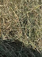 2026 Mixed Grass Hay - small square bales - Photo 2