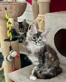 Stunning Maine Coon Kittens: Ready Now   October - Photo 4