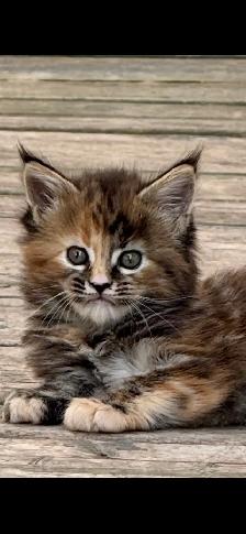 Stunning Maine Coon Kittens: Ready Now   October - Photo 6