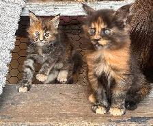 Stunning Maine Coon Kittens: Ready Now   October - Photo 7