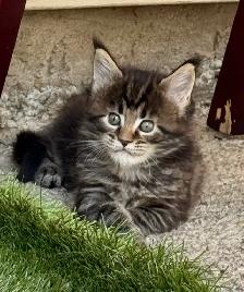 Stunning Maine Coon Kittens: Ready Now   October - Photo 9