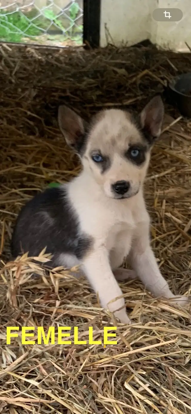 CHIOTS ALASKAN