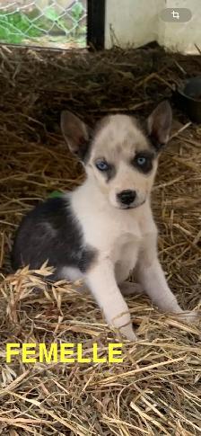 CHIOTS ALASKAN