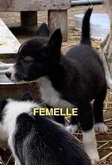 CHIOTS ALASKAN - Photo 2
