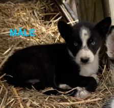 CHIOTS ALASKAN - Photo 3