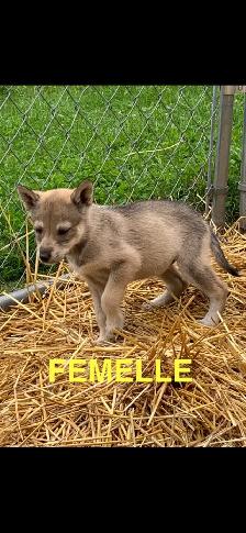CHIOTS ALASKAN - Photo 4