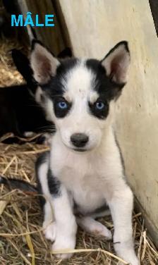 CHIOTS ALASKAN - Photo 5