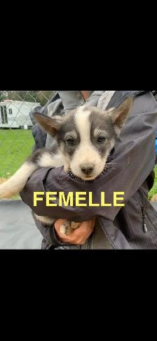 CHIOTS ALASKAN - Photo 6