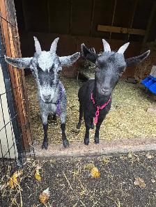 Pygmy Doe’s for sale