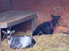 Pygmy Doe’s for sale - Photo 2