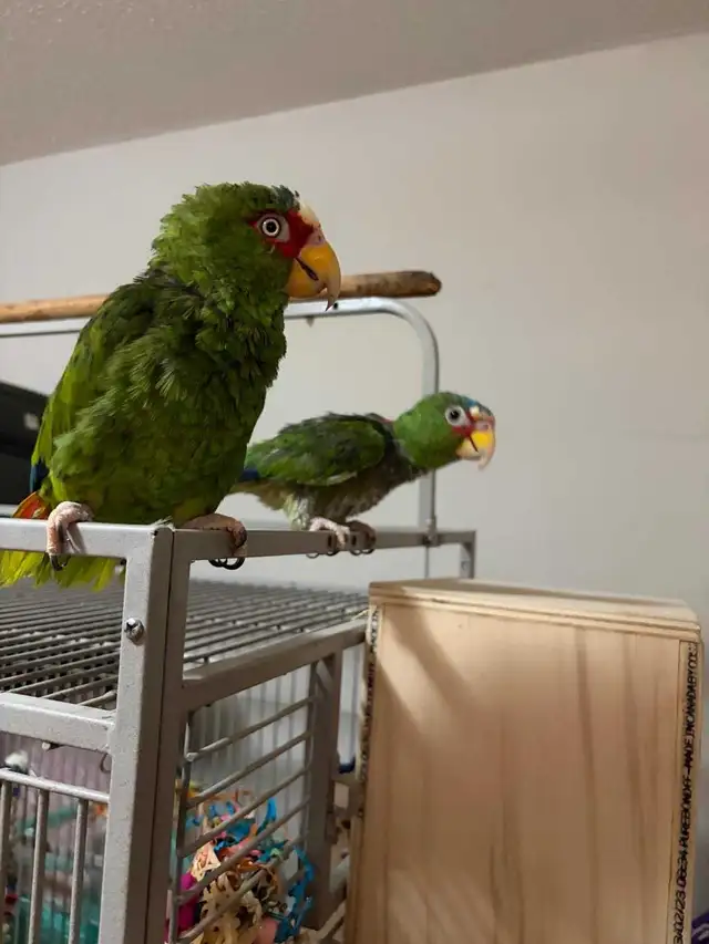 White Front Amazon Pair