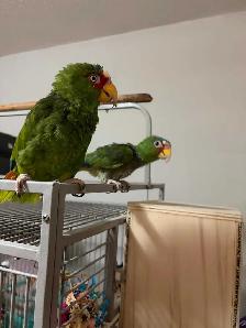 White Front Amazon Pair