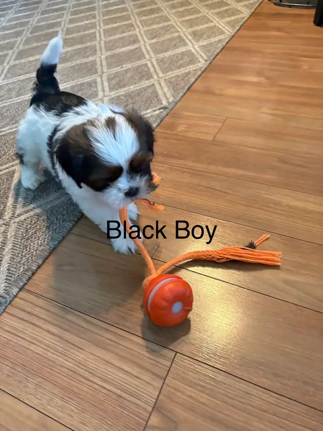 3 Bichon Shih Tzu Puppies