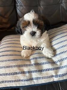 3 Bichon Shih Tzu Puppies - Photo 2