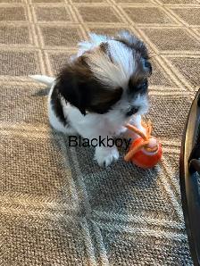 3 Bichon Shih Tzu Puppies - Photo 3