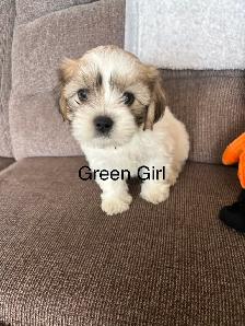 3 Bichon Shih Tzu Puppies - Photo 4