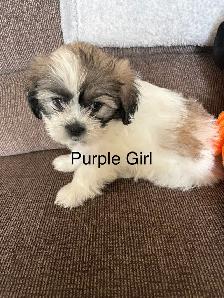 3 Bichon Shih Tzu Puppies - Photo 5