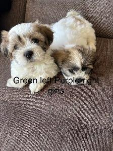 3 Bichon Shih Tzu Puppies - Photo 6