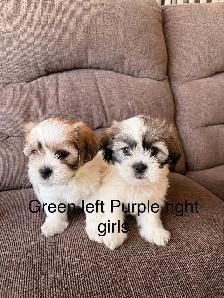 3 Bichon Shih Tzu Puppies - Photo 7