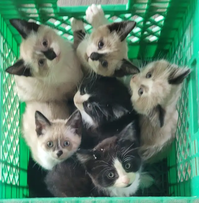 Kittens Ready To Go!
