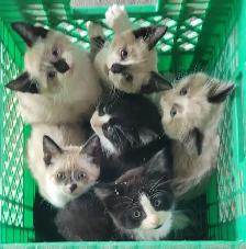 Kittens Ready To Go!