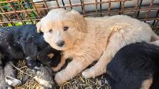 Farmdog Puppies (Mastapease-labradoo's)