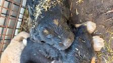 Farmdog Puppies (Mastapease-labradoo's) - Photo 2