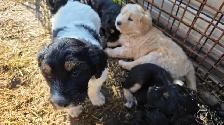 Farmdog Puppies (Mastapease-labradoo's) - Photo 3