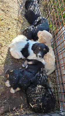Farmdog Puppies (Mastapease-labradoo's) - Photo 4