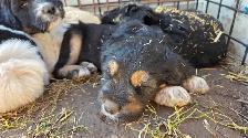 Farmdog Puppies (Mastapease-labradoo's) - Photo 5