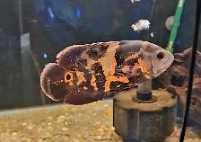 6' tiger oscar - Photo 2