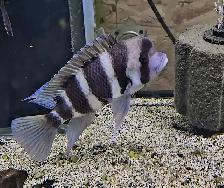 male burundi frontosas 4.5'-7' - Photo 2