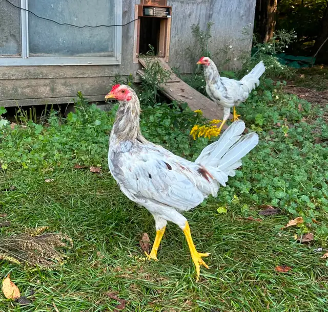 Old English Game Roosters