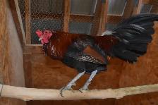 Old English Game Roosters - Photo 2