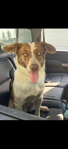 Dog For Rehoming