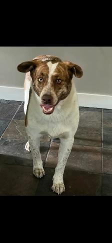 Dog For Rehoming - Photo 2