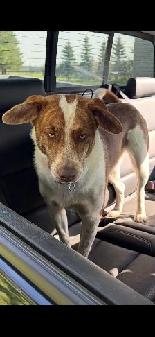Dog For Rehoming - Photo 3