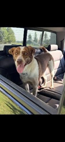 Dog For Rehoming - Photo 4