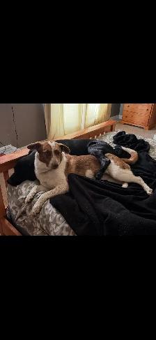 Dog For Rehoming - Photo 6